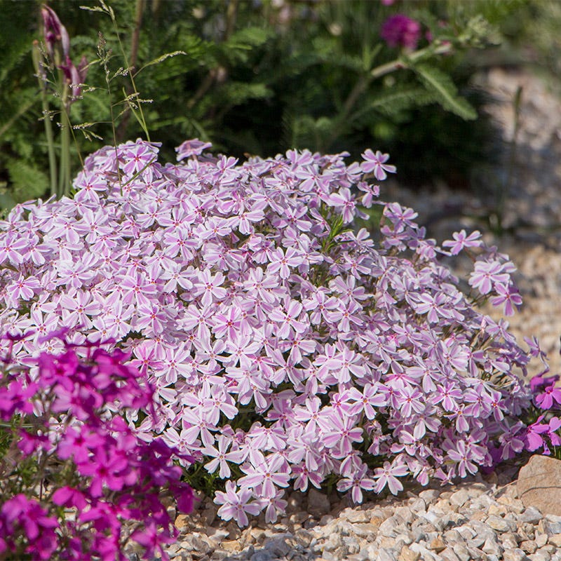 Candy Stripe Creeping Phlox - Image 2