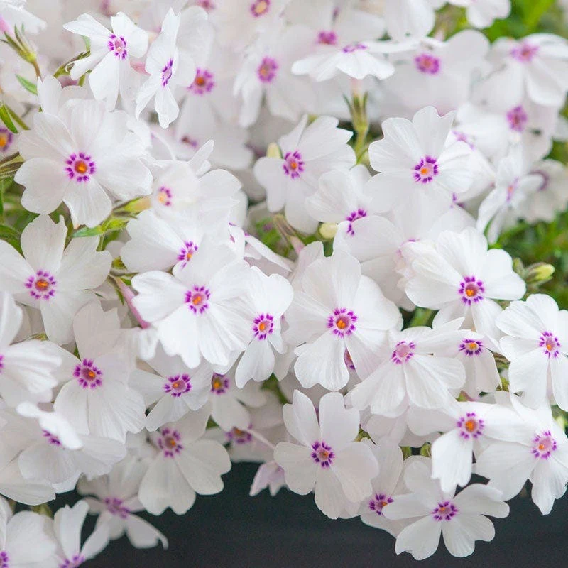 Carefree Creeping Phlox Collection - Image 4