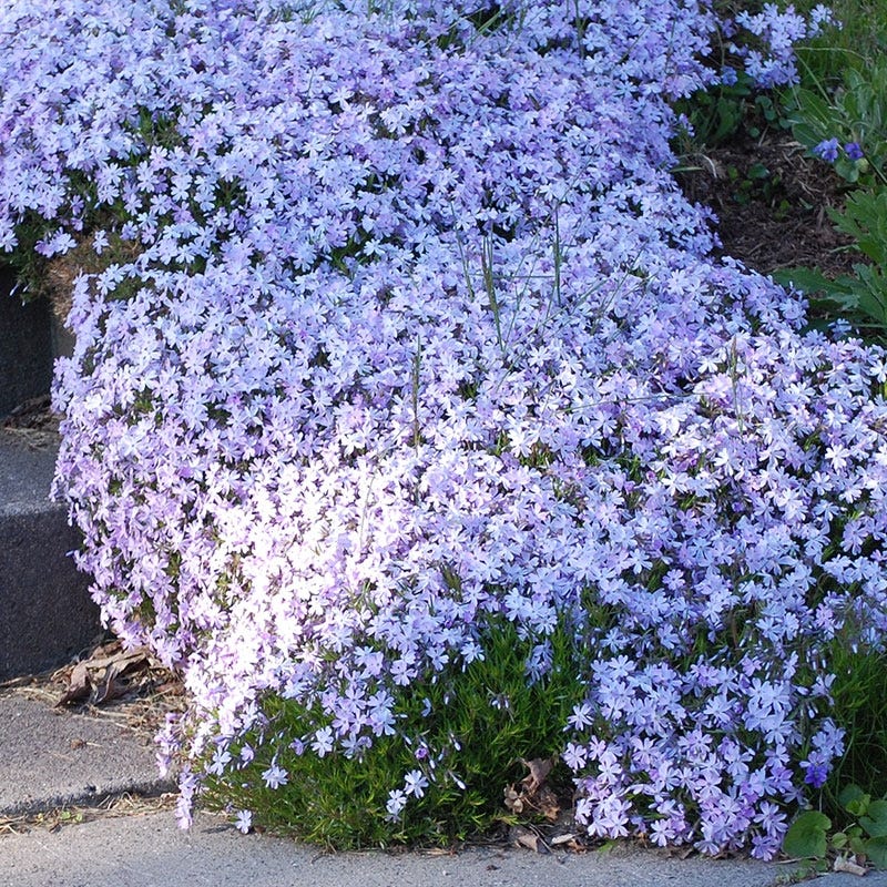 Emerald Blue Creeping Phlox - Image 2