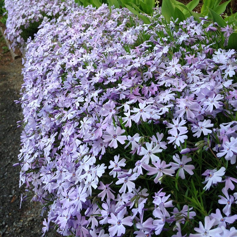 Emerald Blue Creeping Phlox - Image 4