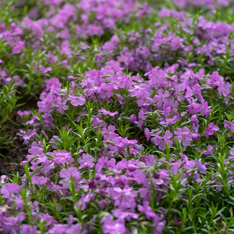 Purple Beauty Creeping Phlox - Image 2