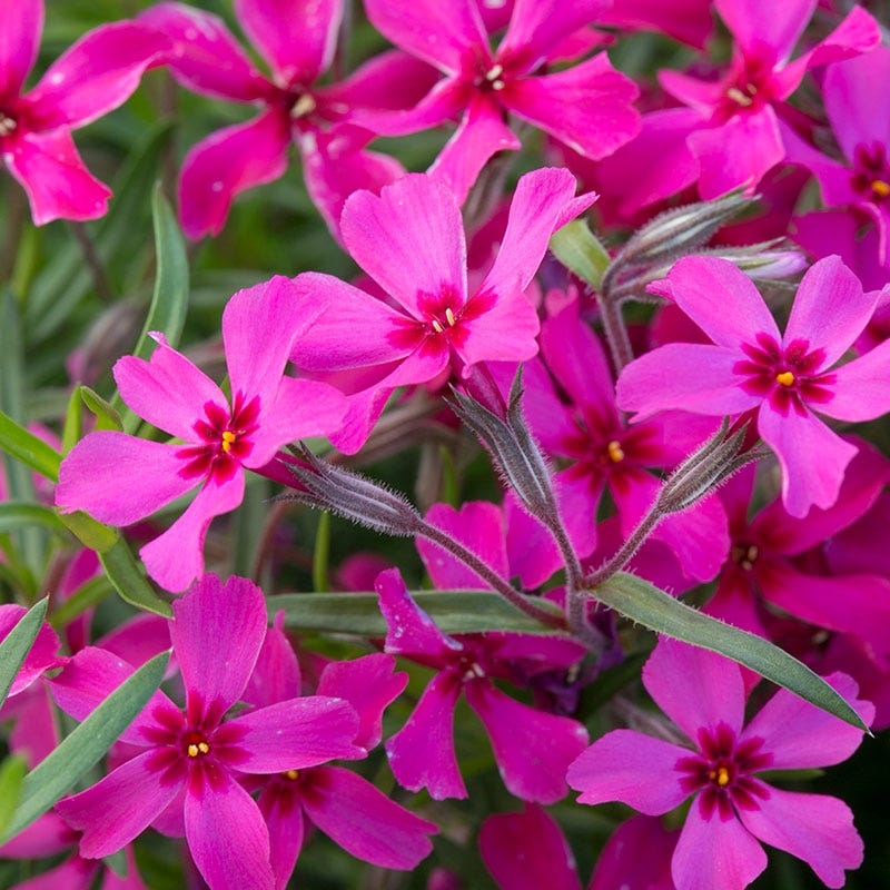 Scarlet Flame Creeping Phlox - Image 3