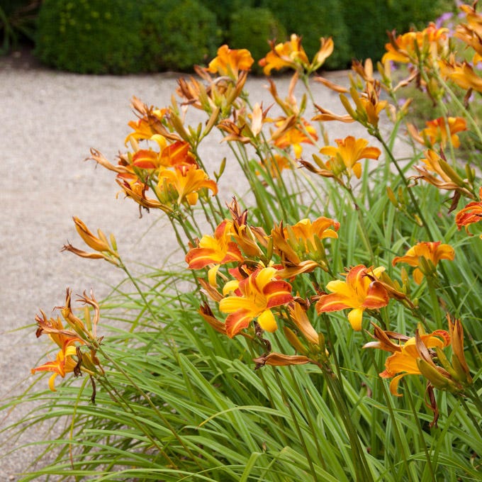 Frans Hals Daylily - Image 3