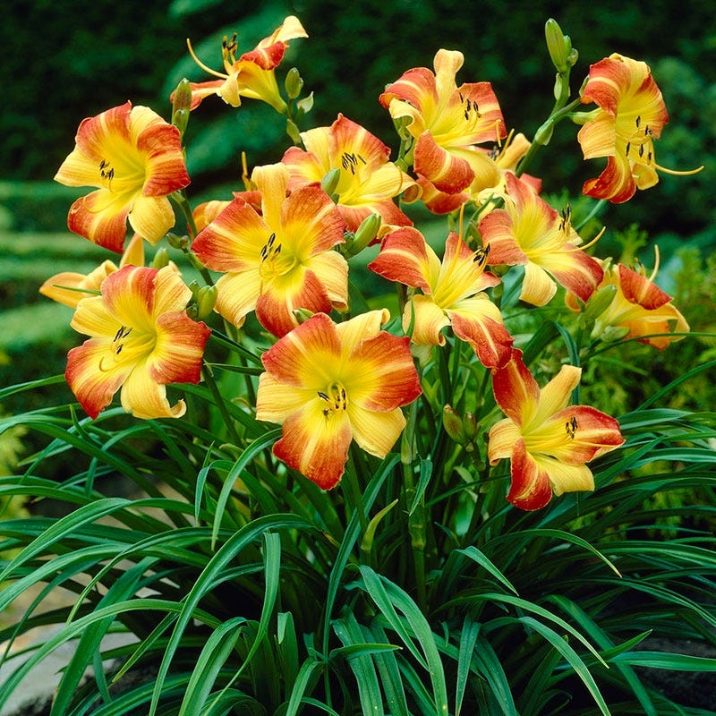 Frans Hals Daylily - Image 4