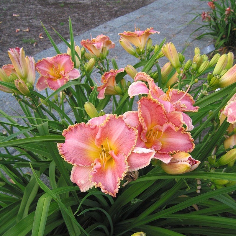 Low Maintenance Daylily Collection - Image 6