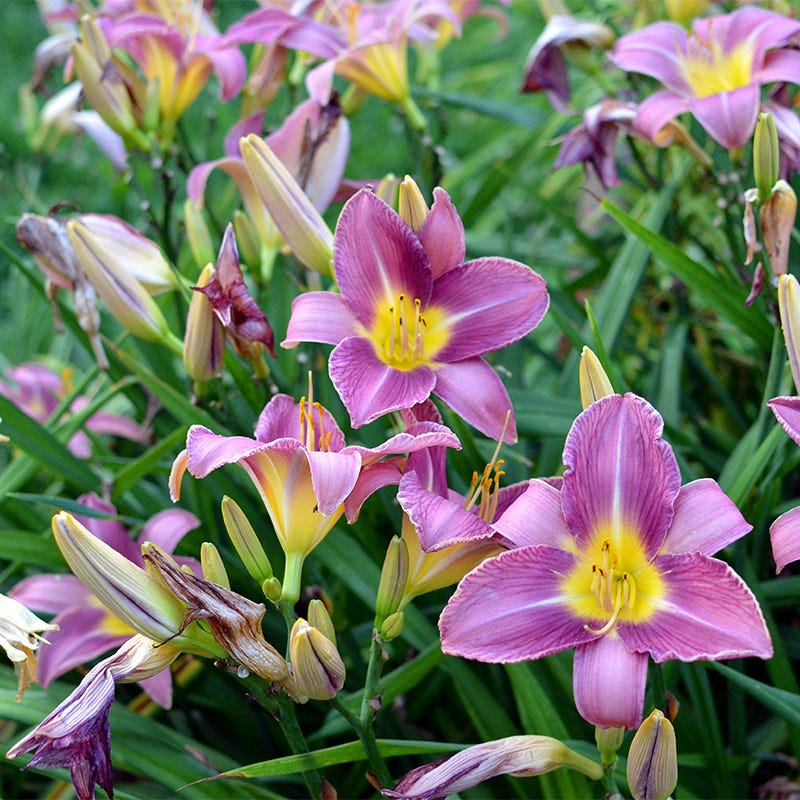 Purple D'Oro Reblooming Daylily - Image 2
