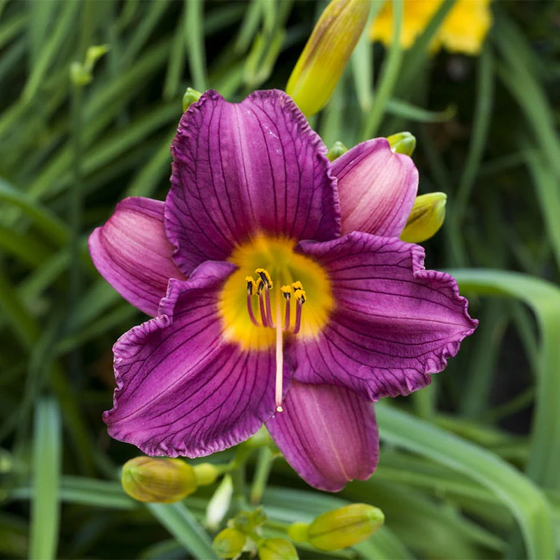 Purple D'Oro Reblooming Daylily - Image 3