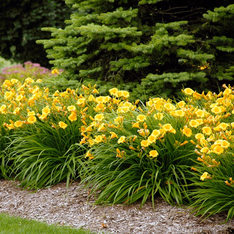 Stella D'Oro Reblooming Daylily - Image 2