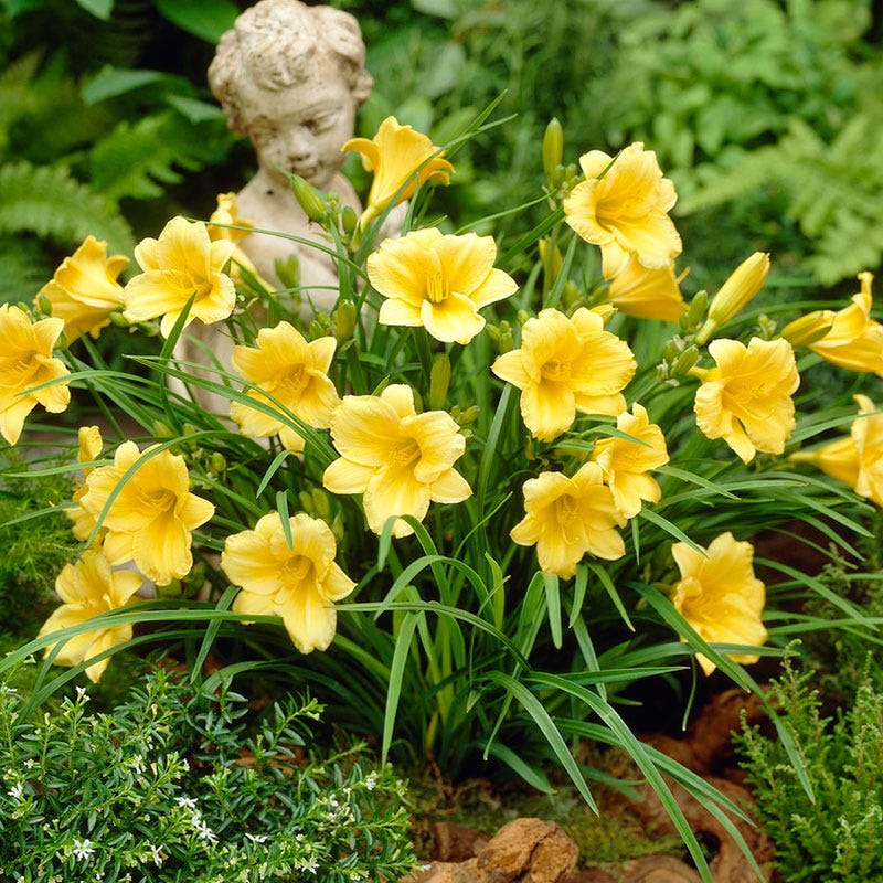 Stella D'Oro Reblooming Daylily - Image 3