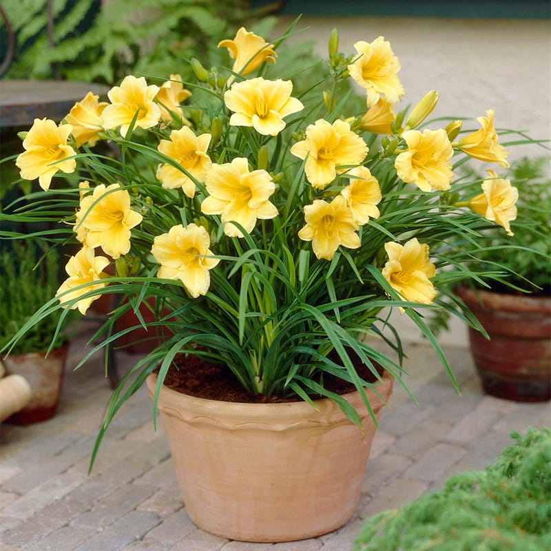 Stella D'Oro Reblooming Daylily - Image 5