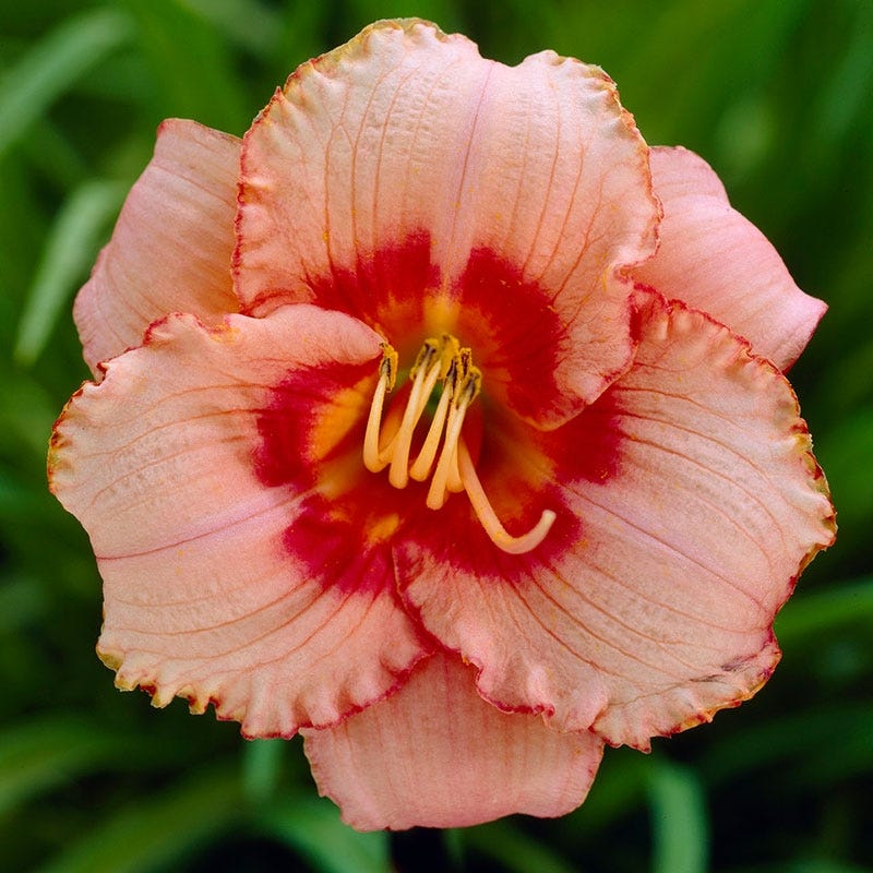 Strawberry Candy Reblooming Daylily - Image 5