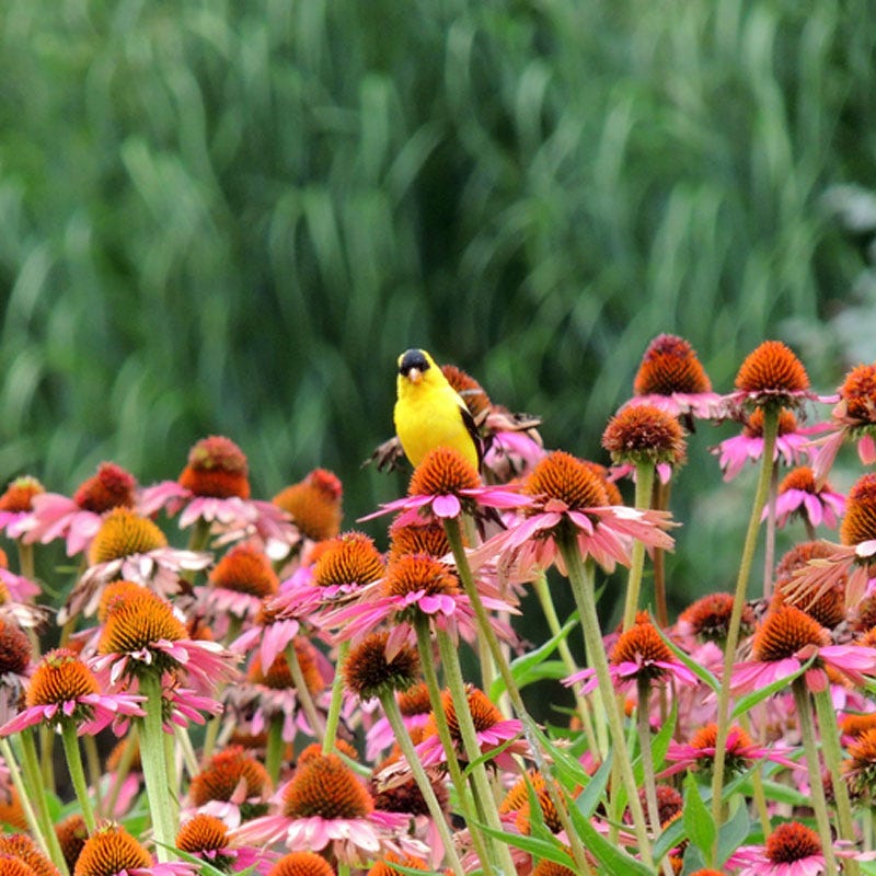 Magnus Echinacea - Image 4