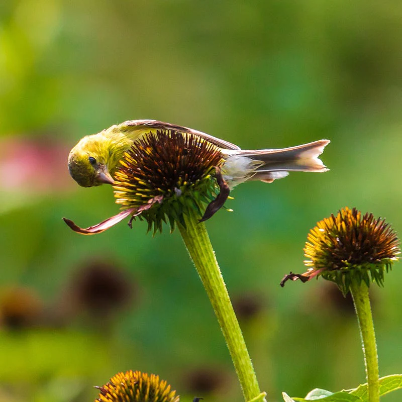 Magnus Echinacea - Image 5