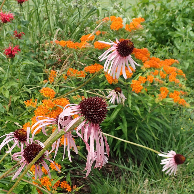Pale Purple Coneflower - Image 3