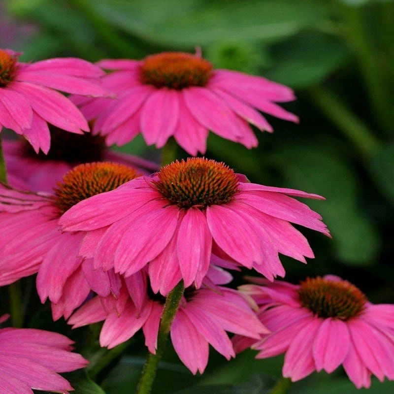 PowWow® Wild Berry Echinacea - Image 3