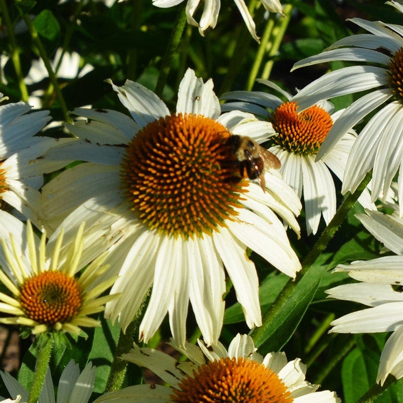 PowWow® White Echinacea - Image 3