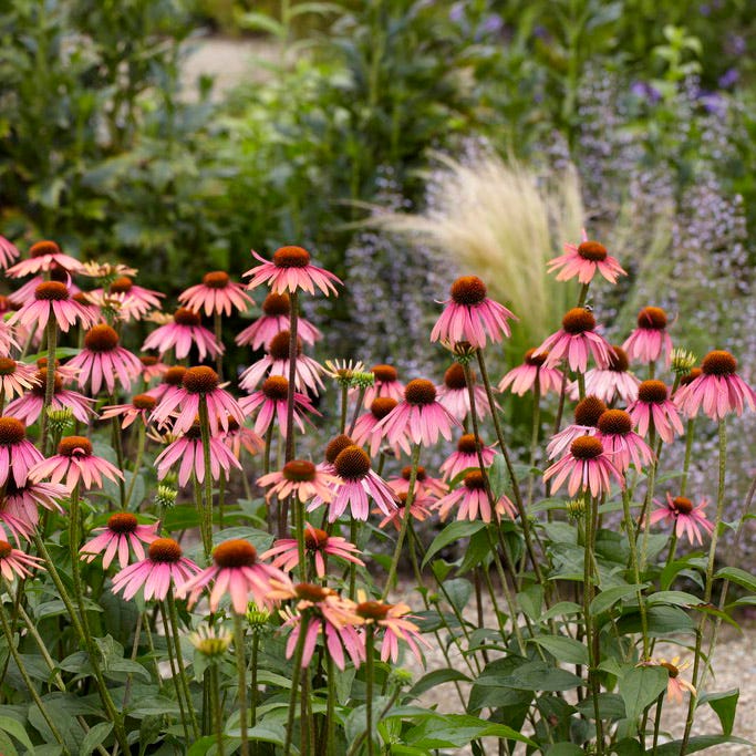 Purple Coneflower - Image 2