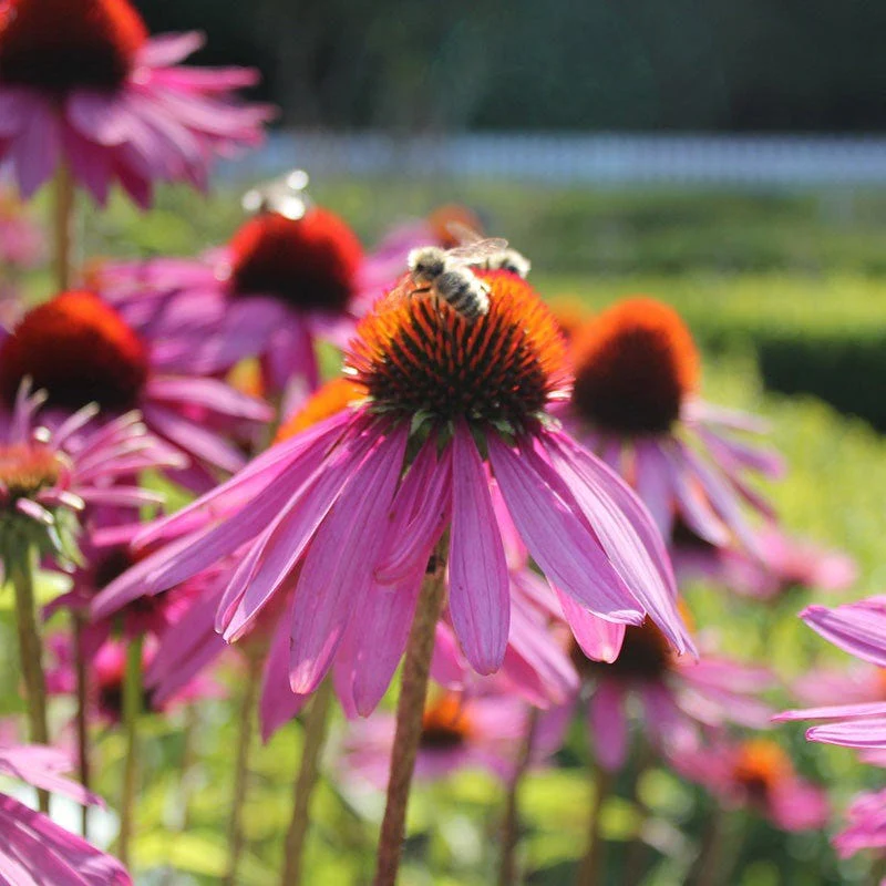 Purple Coneflower - Image 3