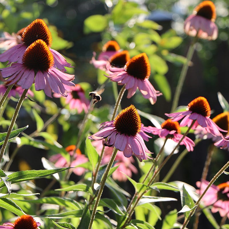 Purple Coneflower - Image 4