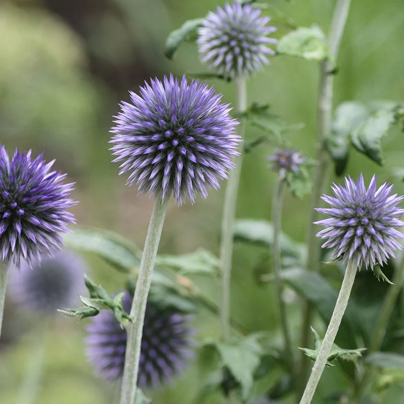 Veitch's Blue Echinops - Image 3