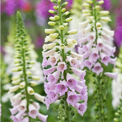Camelot Lavender Foxglove - Image 2