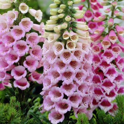 Dalmation Rose Foxglove - Image 4