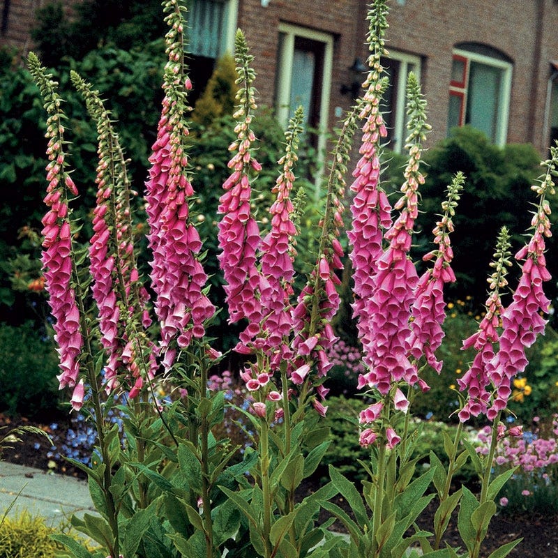 Merton Foxglove - Image 2