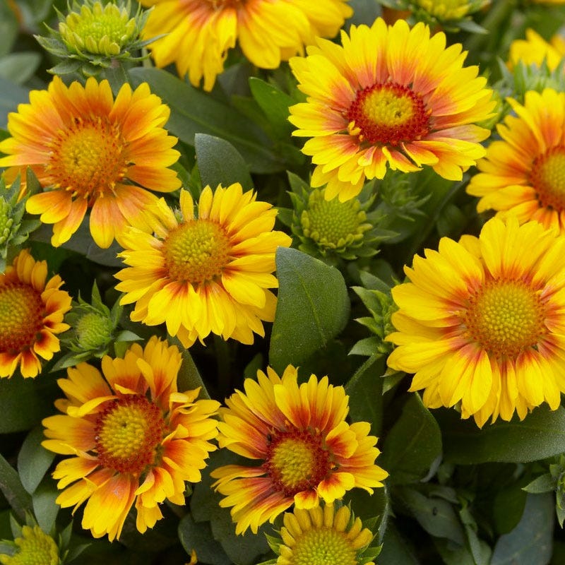 Arizona Apricot Gaillardia - Image 2