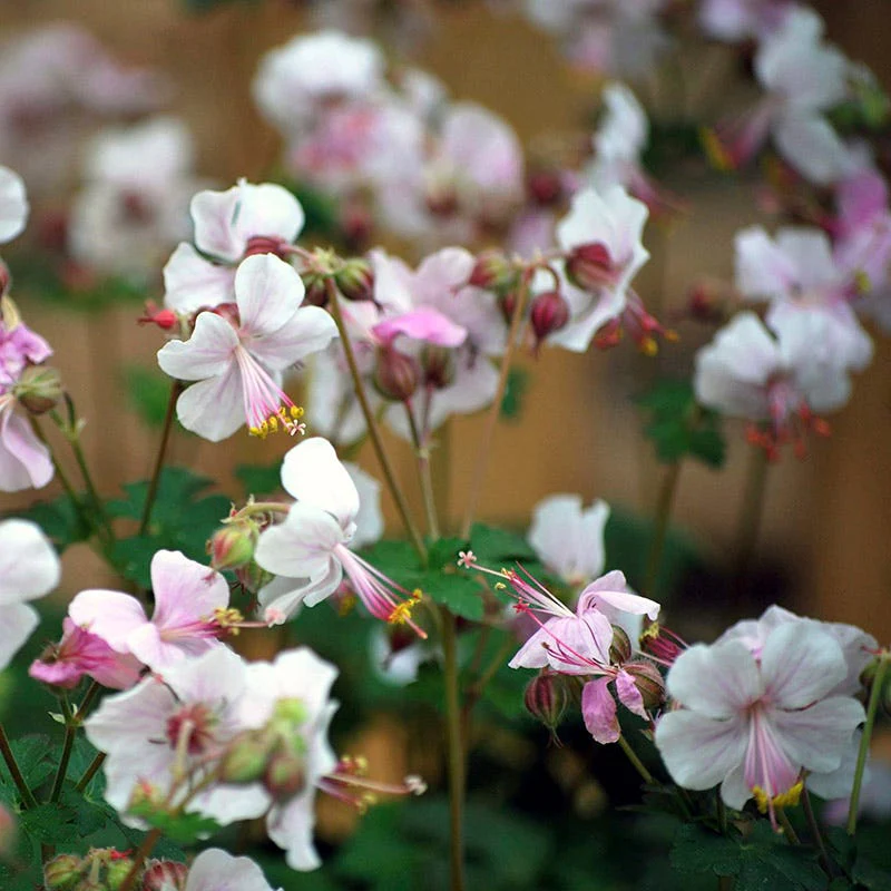 Biokovo Geranium - Image 3