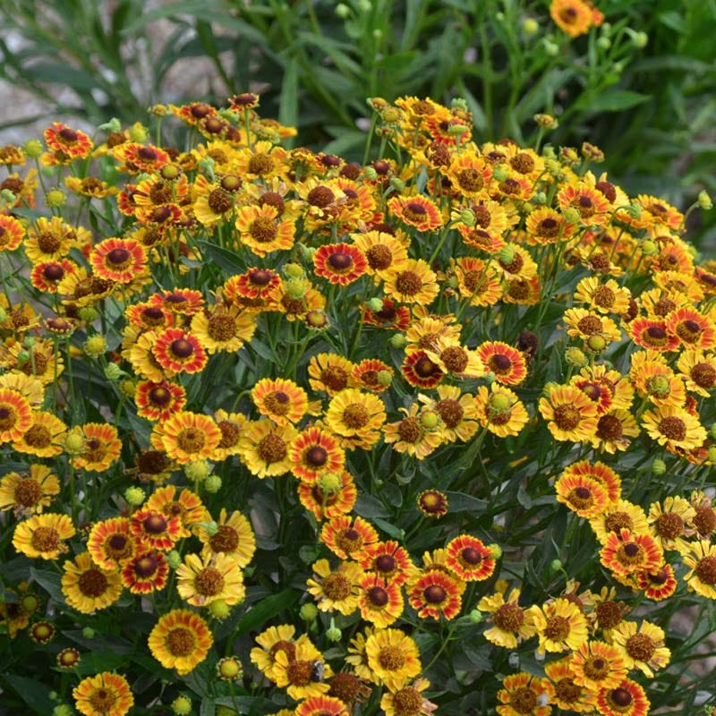 Mariachi™ Fuego Helenium - Image 3