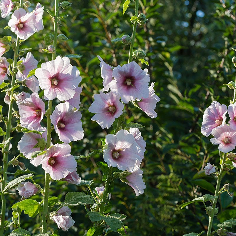 Creme De Cassis Hollyhock - Image 2