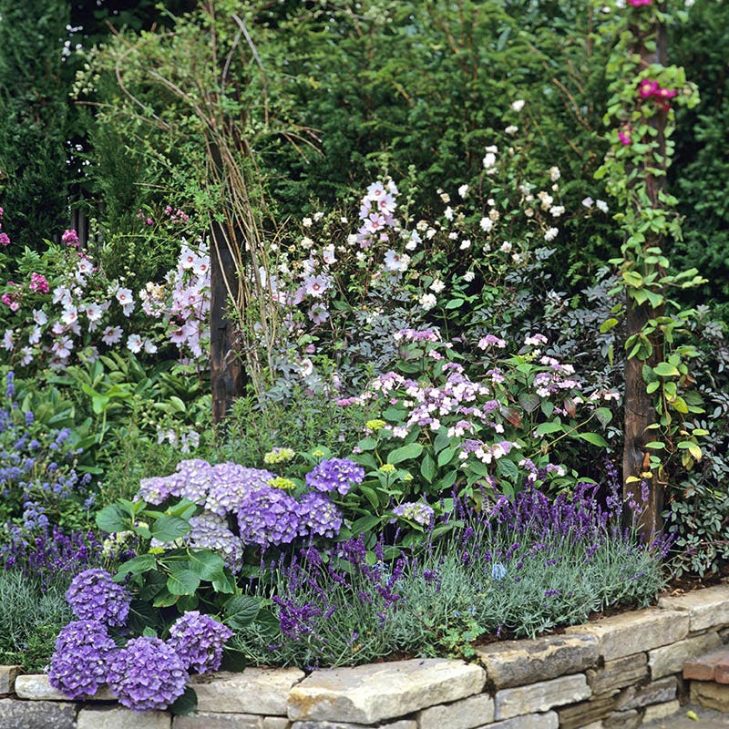 Creme De Cassis Hollyhock - Image 4