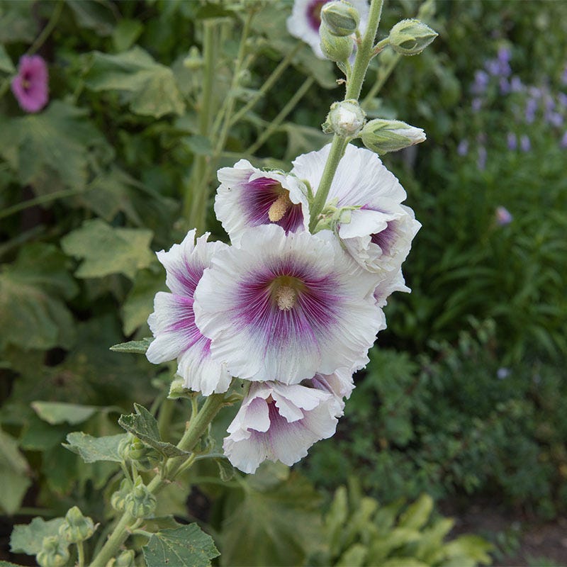 Creme De Cassis Hollyhock - Image 5