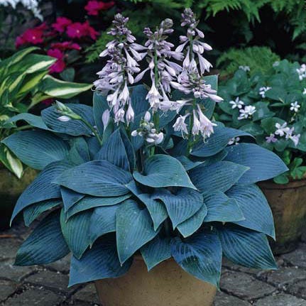 Halcyon Hosta - Image 3