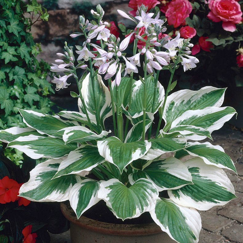Patriot Hosta - Image 3