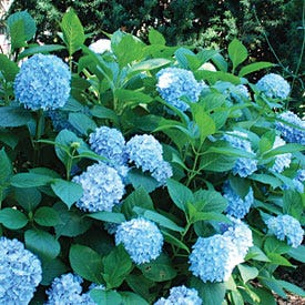 All Summer Beauty Mophead Hydrangea - Image 3