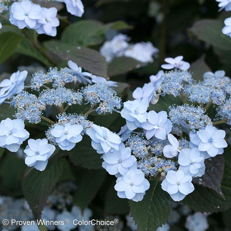 Tiny Tuff Stuff® Reblooming Hydrangea - Image 3
