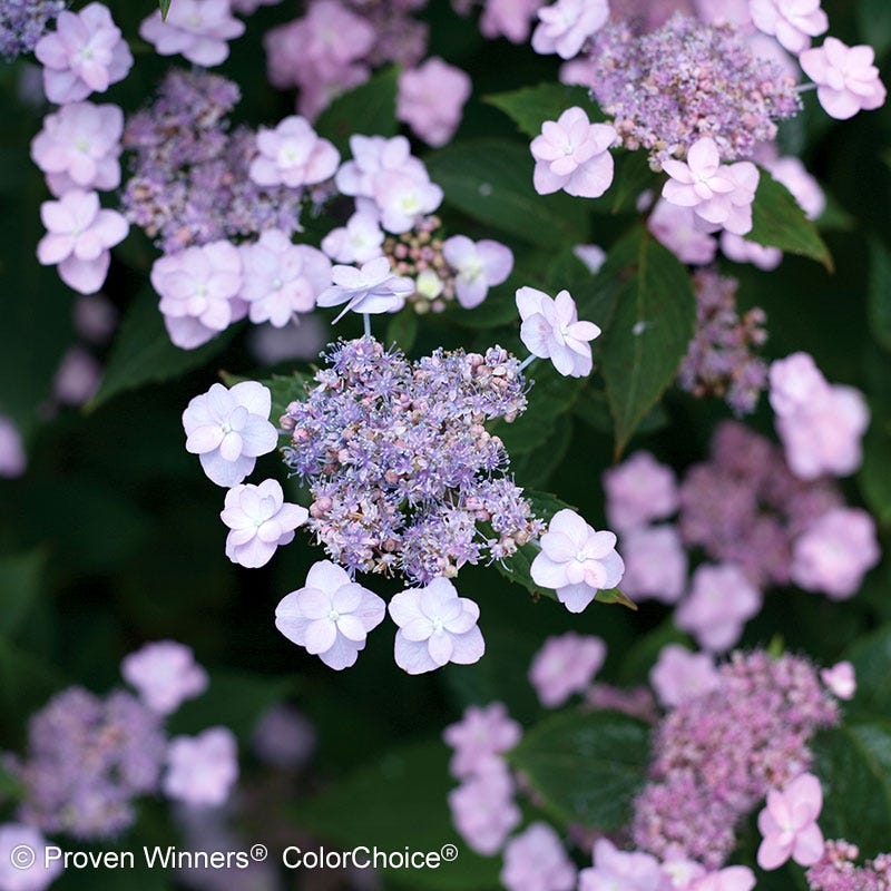 Tiny Tuff Stuff® Reblooming Hydrangea - Image 5