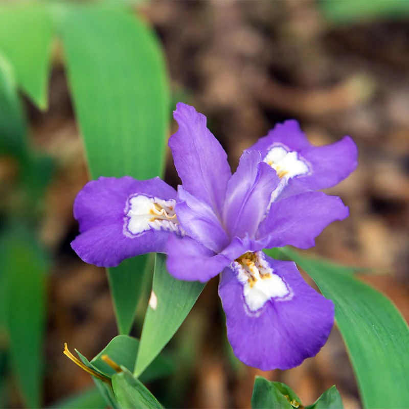 Dwarf Crested Iris - Image 2