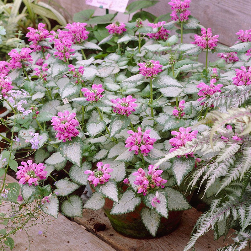 Patchwork Low Grow Lamium Collection - Image 5