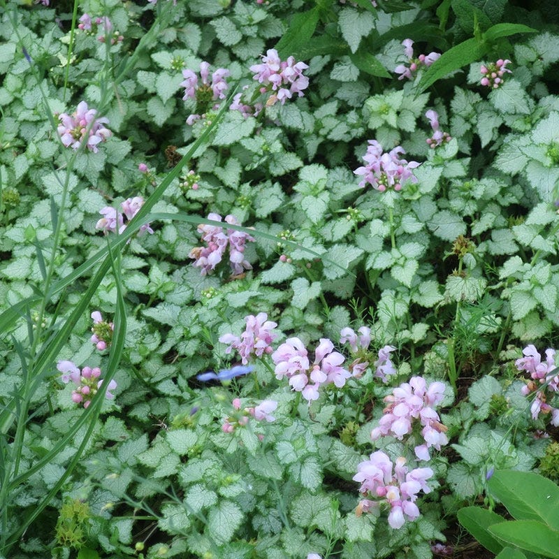 Pink Pewter Lamium - Image 2