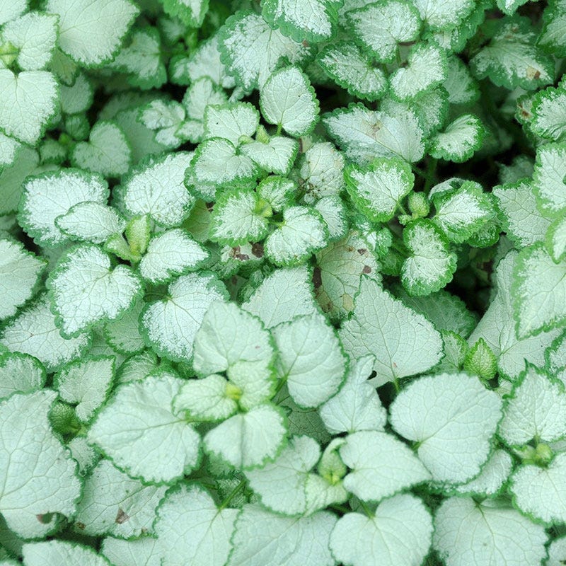 Pink Pewter Lamium - Image 3