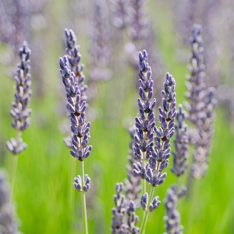 Grosso Lavender - Image 2