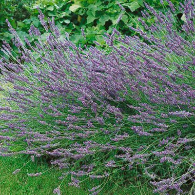 Grosso Lavender - Image 3