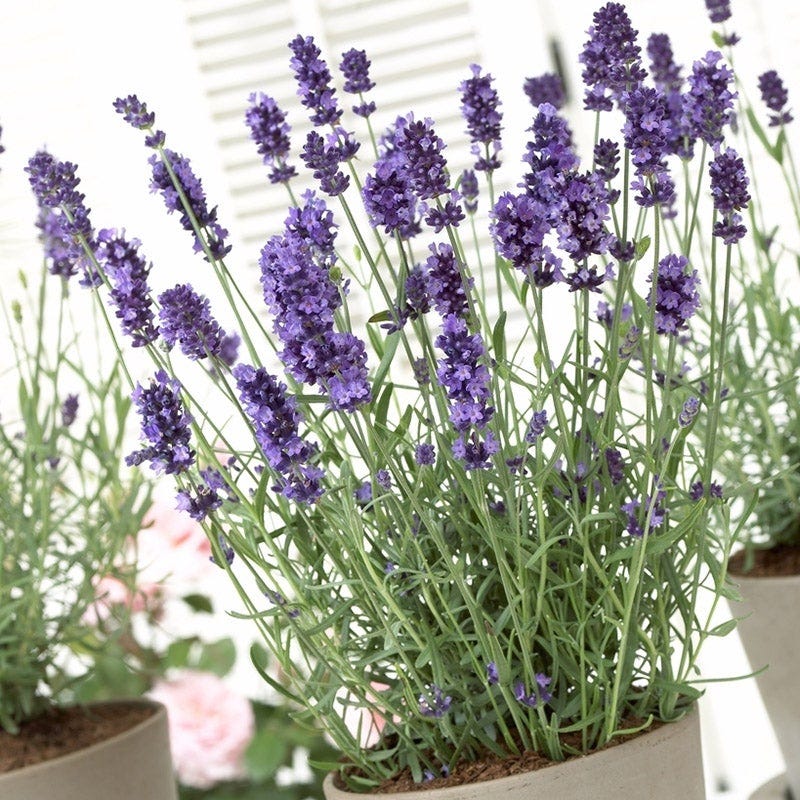 Hidcote English Lavender - Image 3