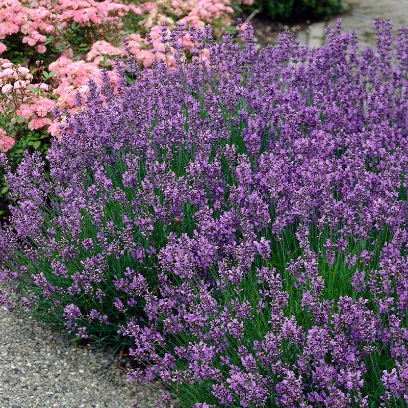 Munstead English Lavender - Image 2