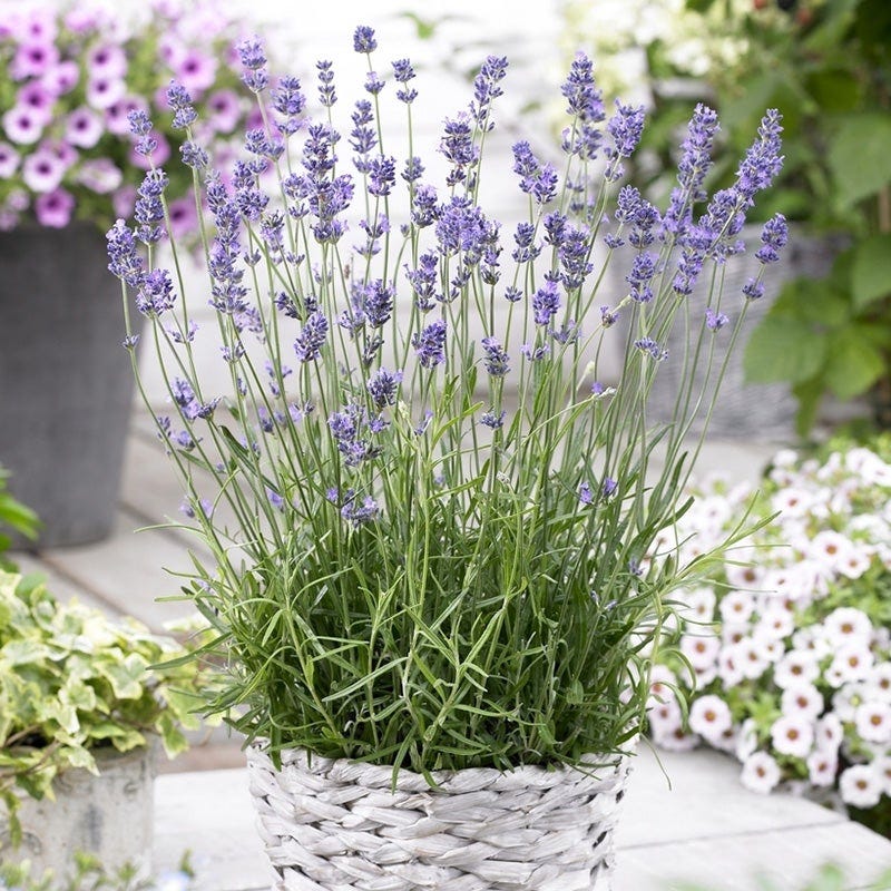 Munstead English Lavender - Image 4