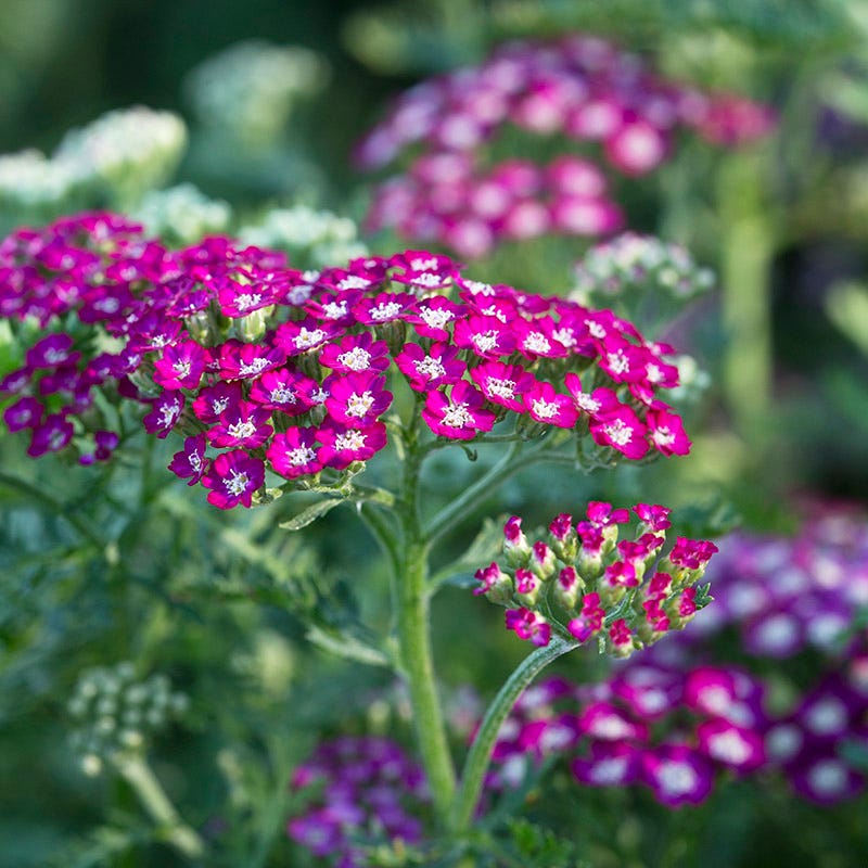 Lavender Retreat Plant Collection - Image 4