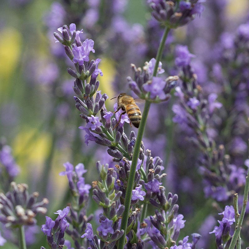 Lavender Retreat Plant Collection - Image 5