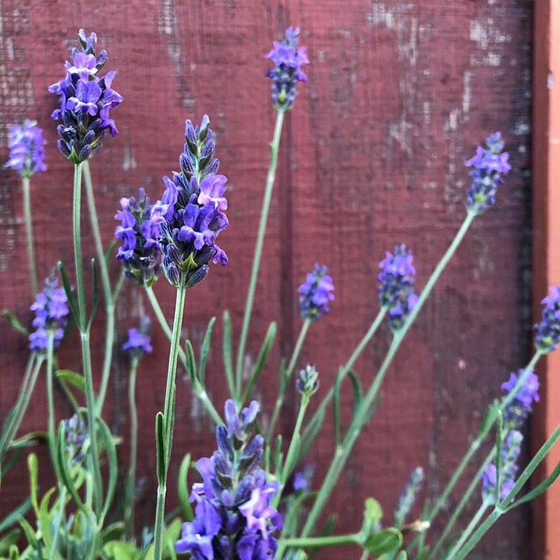 Sensational!™ Lavender - Image 2